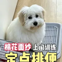 4个月棉花面纱犬定点排便速成训练要点