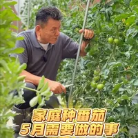家庭番茄5月养护要点：侧芽、绑枝、打叶与追肥全指南