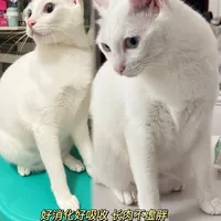 养猫必看！总吐粮不吸收的小猫终于长肉了
