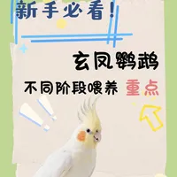🦜玄凤鹦鹉不同阶段喂养重点⭐️