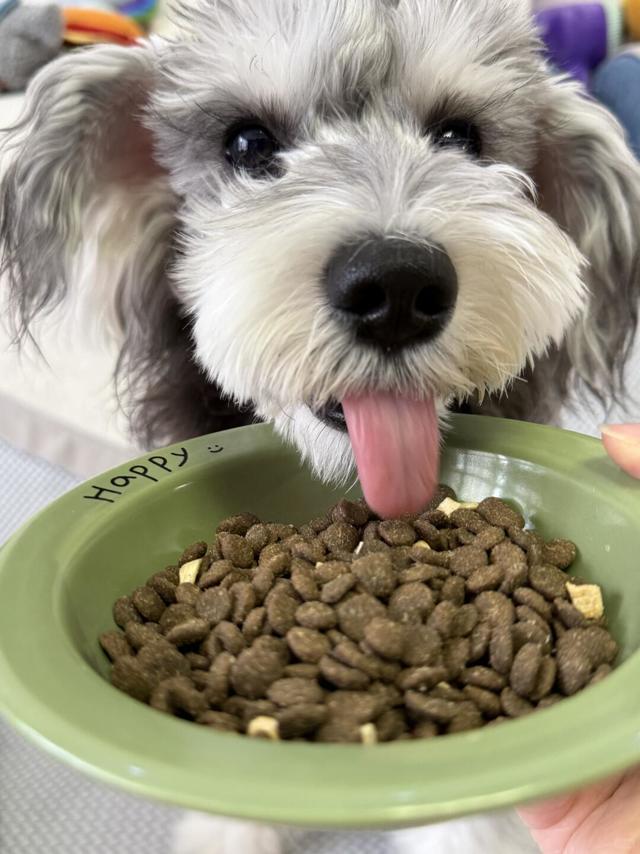 跟风买的老年犬狗粮，没想到真香了！