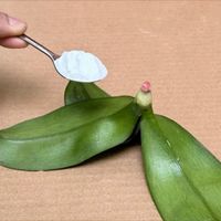 很少有人知道!这样一勺能帮助枯萎的蝴蝶兰快速重新生长