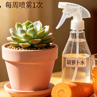 暖气房多肉植物的胡萝卜水养护
