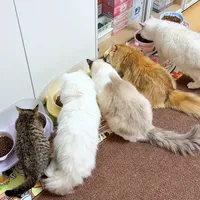 养猫大户亲测！网易严选猫粮怎么选