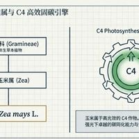 玉米的分类及特征系统指南