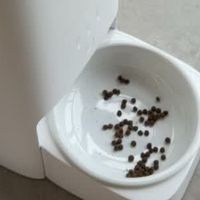 解放双手，养宠不焦虑｜米家宠物喂食器2可视版深度体验