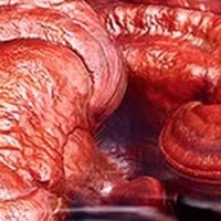 权威营养专家解读:中老年吃灵芝孢子粉好吗?功效禁忌与选购攻略