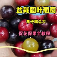 盆栽圆叶葡萄结果多，果子坐的住的花期管理全知识来了
