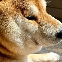 馋不腻低脂狗粮好不好？配料、档次、性价比全揭秘！