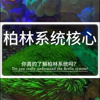 柏林系统四大核心要素解析：构建稳定珊瑚缸的关键