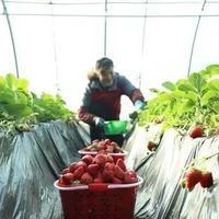 草莓带肉果汁饮料的加工技术和工艺流程完整版