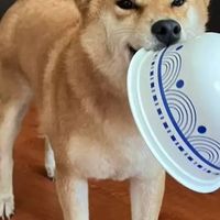 柴犬吃什么狗粮好？618必入狗粮大盘点