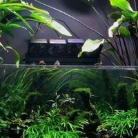 阴性水草缸能省心又好看，但前提是接受它的慢、简与边界