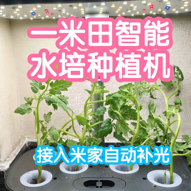 小米有品众筹抢跑之接入米家的一米田智能水培种植机。自动补光