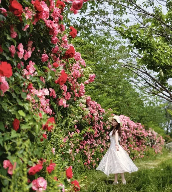 太阳宫公园蔷薇月季花海全攻略