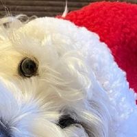 雪纳瑞吃什么狗粮好？618狗粮品牌汇总，适配瘦弱狗狗

