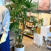 在无印良品学习家居绿植搭配🌳