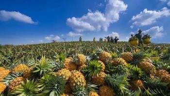 花十几元买佳农黑钻凤梨，值不值？免泡水、免挖果眼的便捷性才是核心溢价点