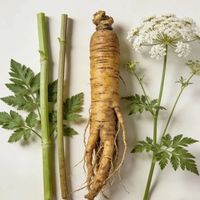 当归零食是养生还是智商税?