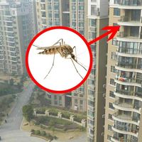 蚊子真的飞不到高层吗？住30楼的人说：你想多了！
