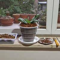 多肉植物Re：幽默美莳蝴蝶兰专用花盆！买到就降价！还无法价保？给我玩阴的是吧？吐槽一下！