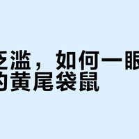 假货泛滥，如何一眼识别真正的黄尾袋鼠？