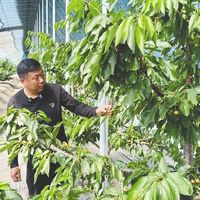 国产大樱桃价格腰斩！现在买最划算
