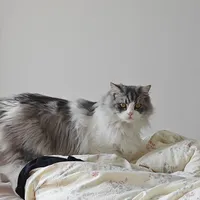 让猫咪不软便的尽头是百利无谷鸡！