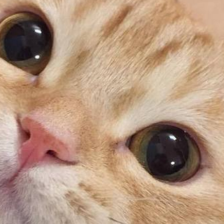 618打工人养猫必囤！2026平价高性价比猫粮，省钱养好猫