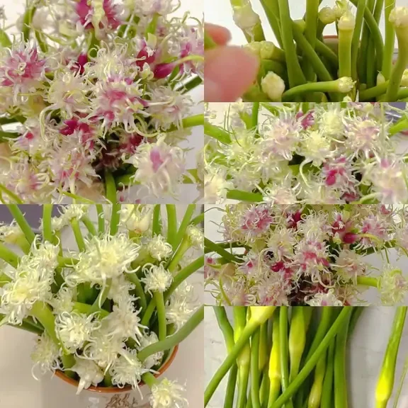 水培蒜苔花｜把边角料变成治愈系小花束🌼