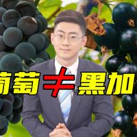 黑加仑原来不是葡萄？！揭秘国产寒地宝藏浆果【主播说三农】