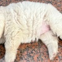 挑食的土松适合吃什么狗粮？3款高性价比狗粮分享
