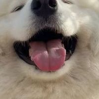 萨摩耶吃什么狗粮不软便？汪爸爸和鲜朗怎么样？平价狗粮分享
 