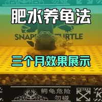 肥水养龟法三个月实测：水质清澈与零换水实践