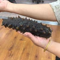 花几千买“大连底播海参”？90%是福建吊笼速成货！