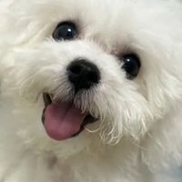 比熊吃什么狗粮不软便？这3款狗粮比熊家长真实分享！