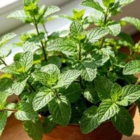 宝妈必看！5种安全驱蚊花，不用蚊香不用药
