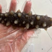 干海参别再乱买！认准这3个硬标准，避开90%的坑