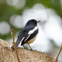发现太阳鸟