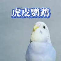 虎皮鹦鹉饲养指南：品种特征、价格趋势与新手饲养要点