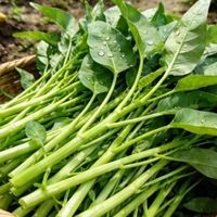 5月别跟风吃野菜抢高价反季果！这3类家常应季菜才是真养生
