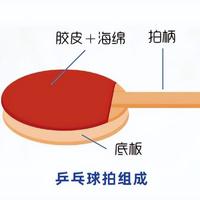 乒乓球拍终极科普指南｜从底板到胶皮，一篇看懂｜资深人士分享