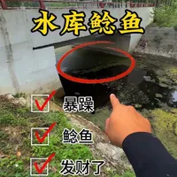 小水库鲶鱼爆护实战：环境分析与高效垂钓策略
