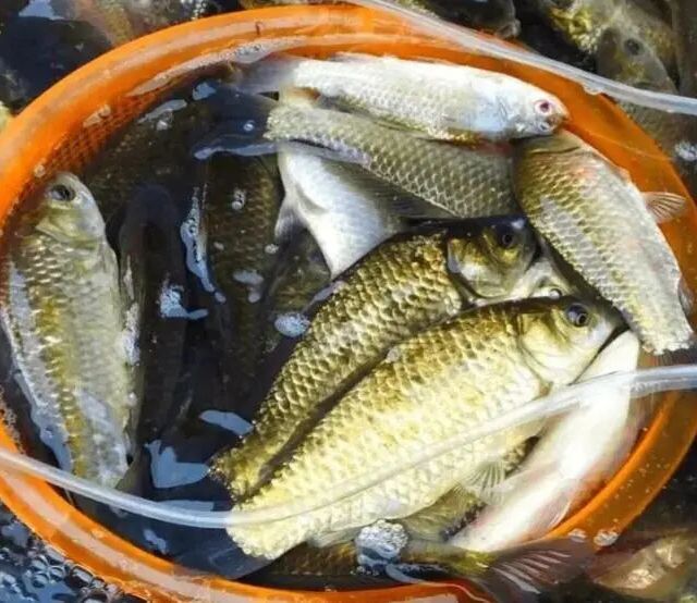 野钓鲫鱼别再纠结商品饵还是酒米，用错场景白忙活一整天