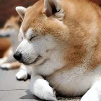 高蛋白狗粮竟治软便?馋不腻靠的不是蛋白高,而是这3个关键设计