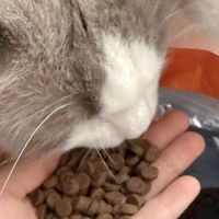 便宜又好的猫粮可信吗？天然猫粮排行榜618大促囤希喂超值