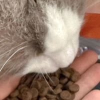 猫粮推荐怎么不花冤枉钱？2026国产十大猫粮榜618入手希喂