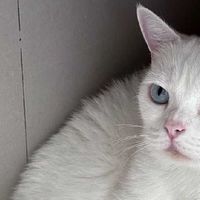 什么牌子猫粮好又不贵？618必入猫粮排行榜前十名平价希喂