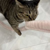 纸箱才是猫的真爱？0元玩具吊打百元网红款