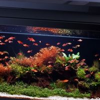 精致家居 篇零：当贝AI智能鱼缸2S Ultra|618前老用户真实体验报告